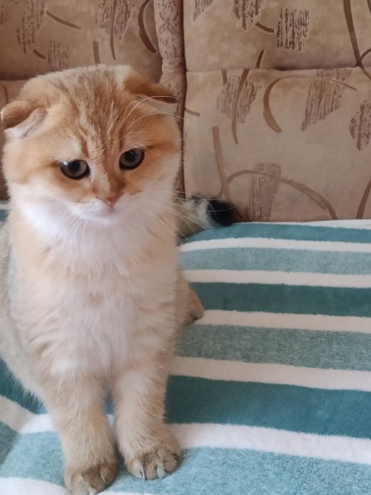 Золотий хом'ячок