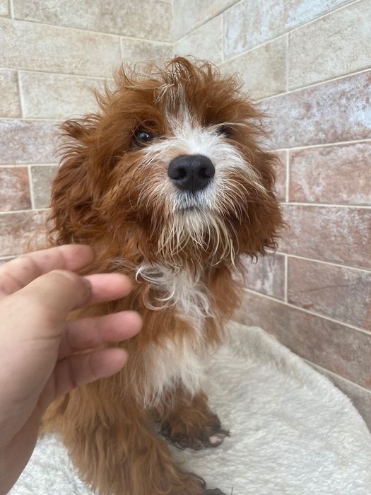 Cavapoo-  piesek