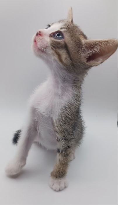Gatos bebés para adopção responsável