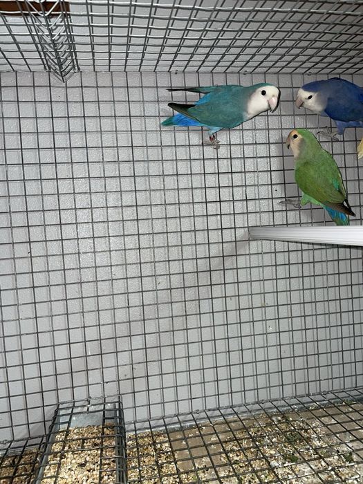 Agapornis roseicollis