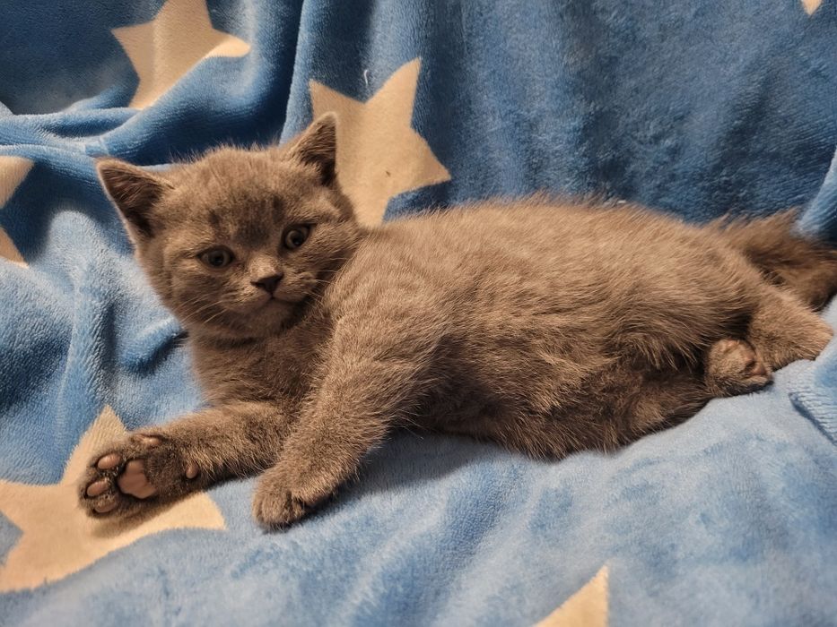 Шотландський хлопчик прямовушка