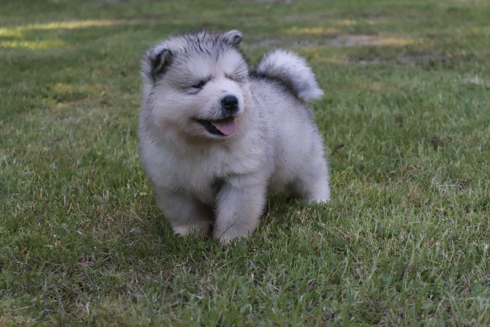Alaskan Malamute szczeniak piesek
