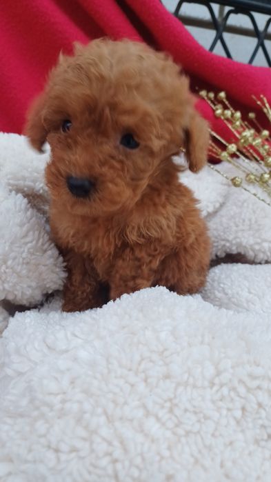 Розумні собачки -  дівчинка Мальтіпу..