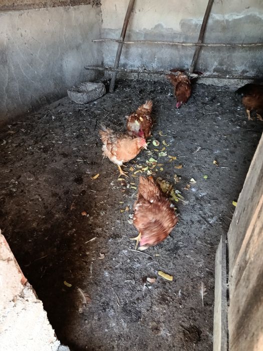5 Galinhas Caseiras (inclui Pescoço Pelado) e 1 Galo Adulto