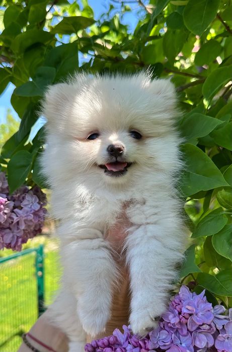 Szpic Miniaturowy, biała, maleńka suczka pomeranian ZKwP FCI