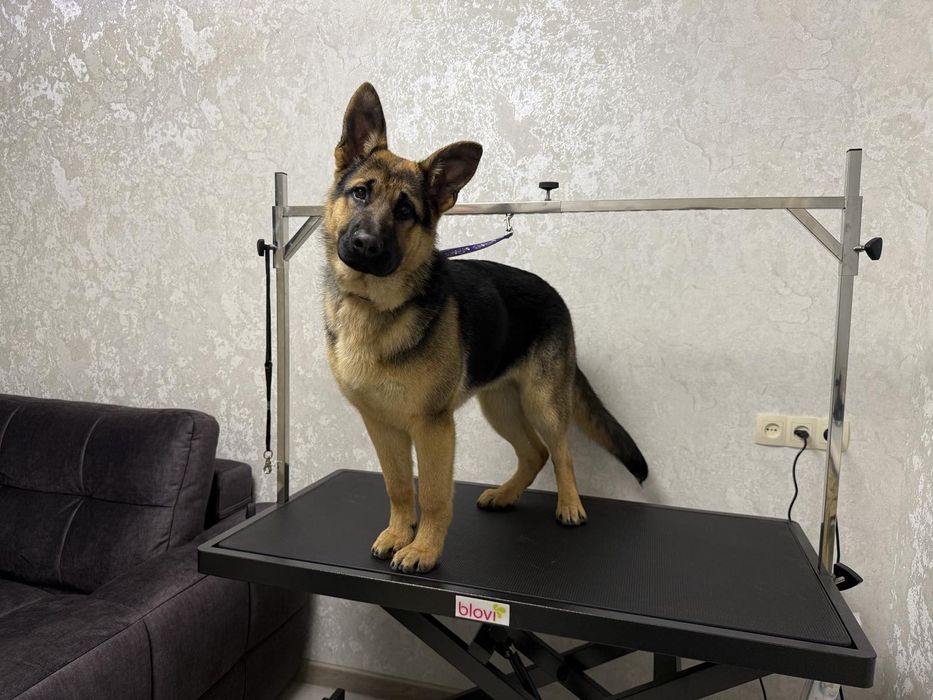 Груминг (Стрижка собак и кошек  в центре Славянска)