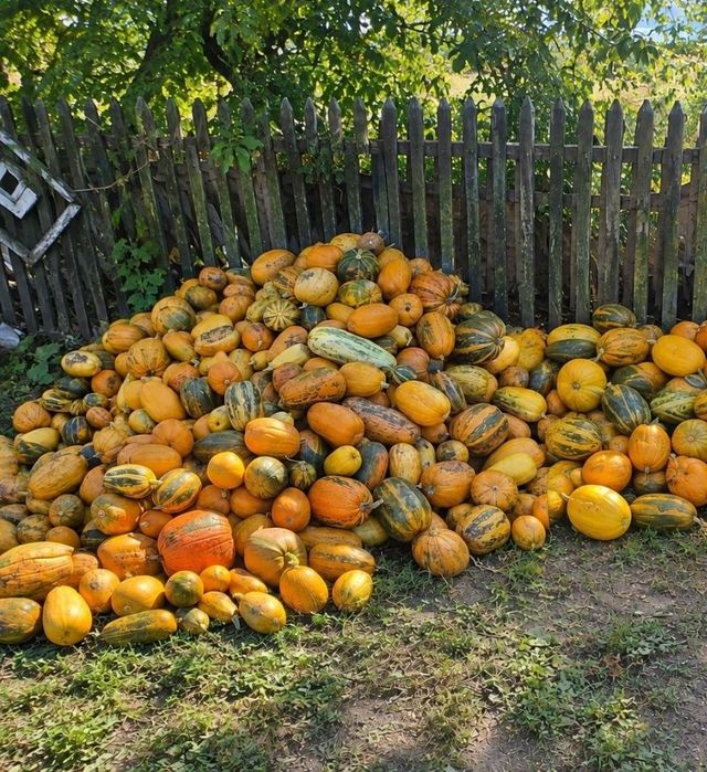 Продам кабак, гарбуз