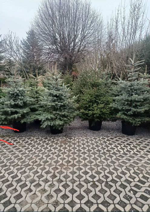 Choinki Jodła, Sosna, Świerk wysokość, 40-350cm DOWÓZ GRATIS!!!