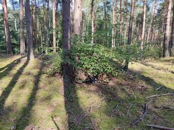 Viper hood, ghille suit