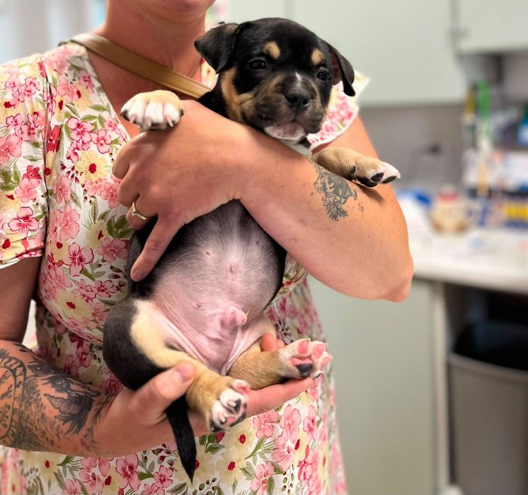 American bully pocket