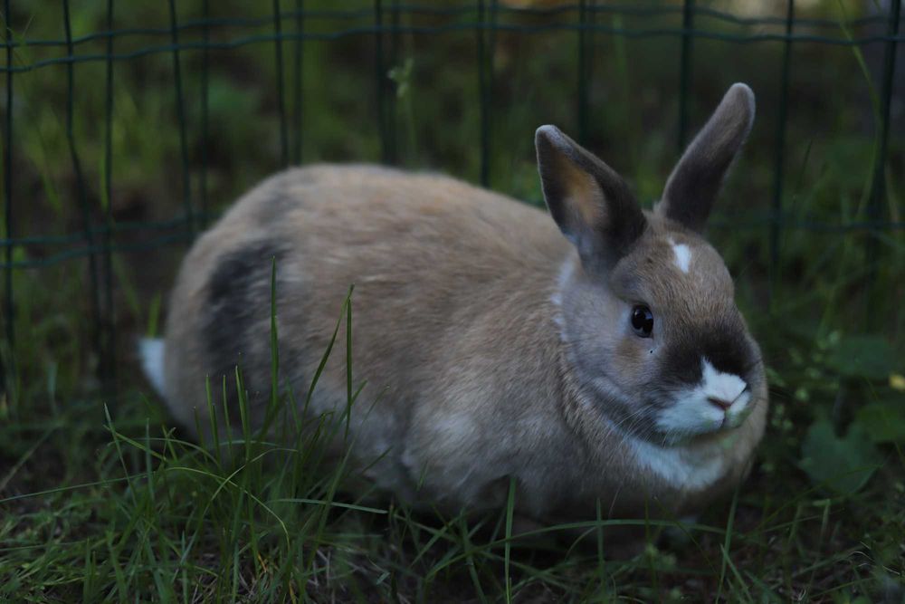 Króliki do adopcji