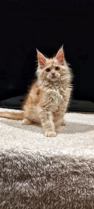 Рыжий муркотливий мейн-кун хлопчик,