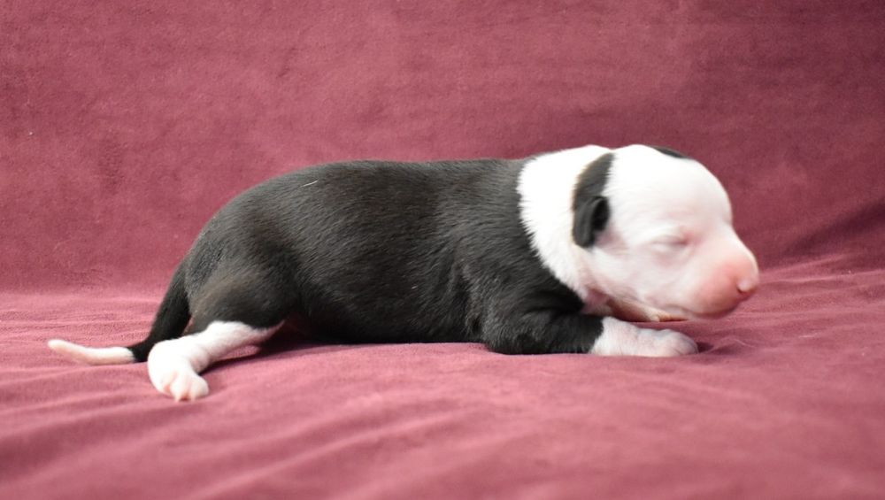 Chart angielski whippet suczka ZKwP FCI