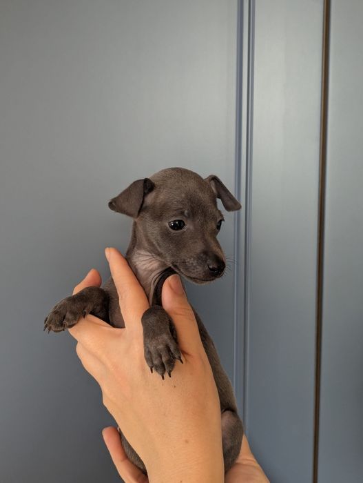 Цуценята левретки, документи КСУ, Київ.