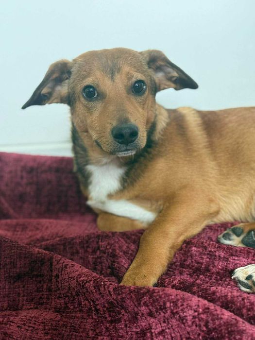 Bąbel kilkumiesięczny psiak do adopcji