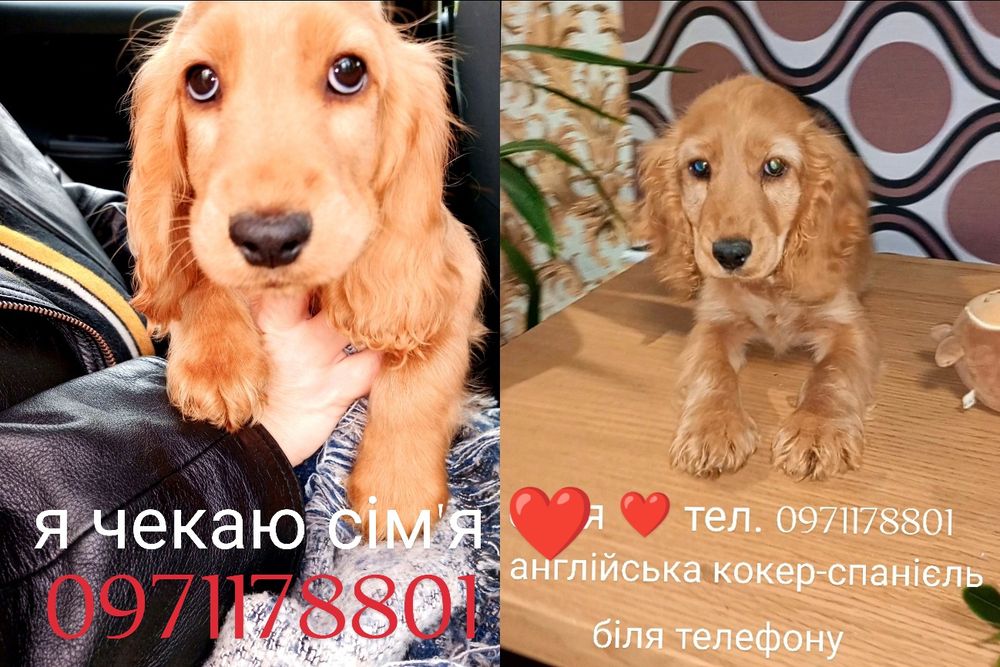 Англійська кокер-спанієль чудовий подарунок до дня закоханих.