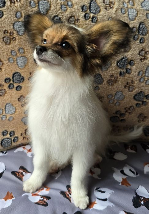 Papillon Spaniel kontynentalny miniaturowy  - piesek - ZKwP/FCI