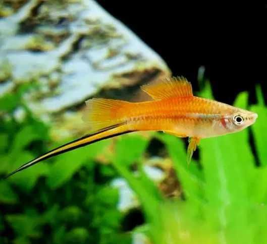 GB Mieczyk Zielony / Jabłkowy - dowóz ryb!