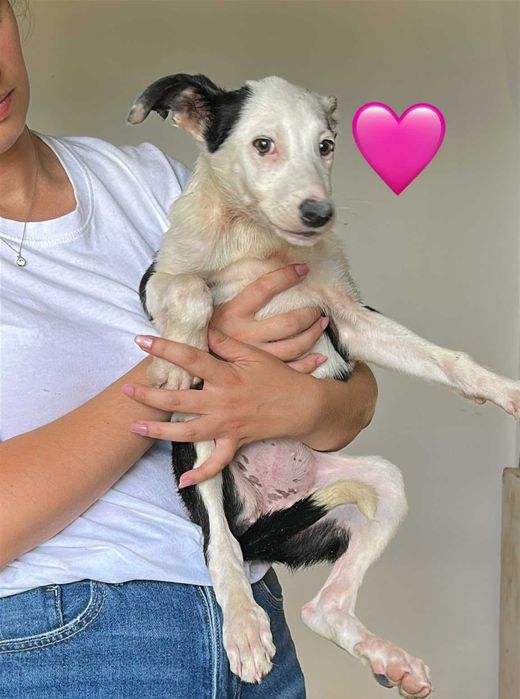 Cães bebés para adoção responsável