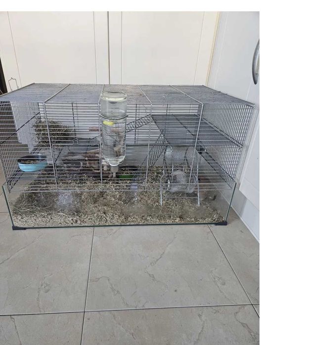 Dois  Degus + Gaiola Completa e Acessórios, 150€