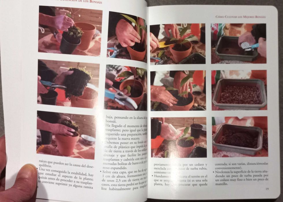 Cómo cultivar los mejores bonsáis