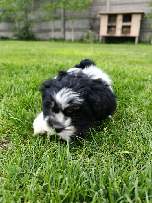 Shih tzu szczeniaki gotowe do odbioru osobistego