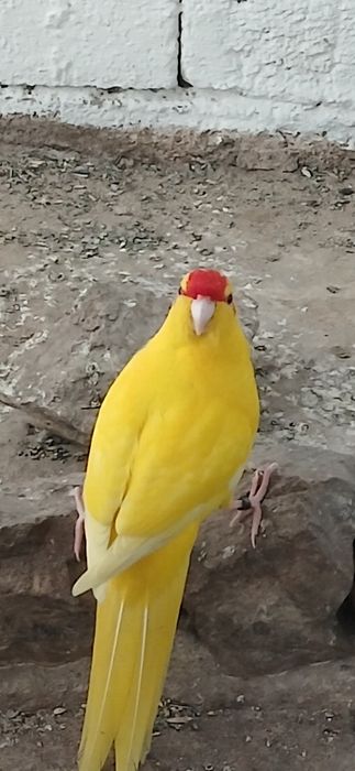 Kakarikis/Red Rumped/Agapone á venda