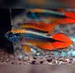 Ryby Pielęgniczka Agassiza (Apistogramma agassizii) Cetarius