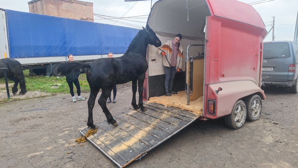 Перевезення коней, лошат, ВРХ.