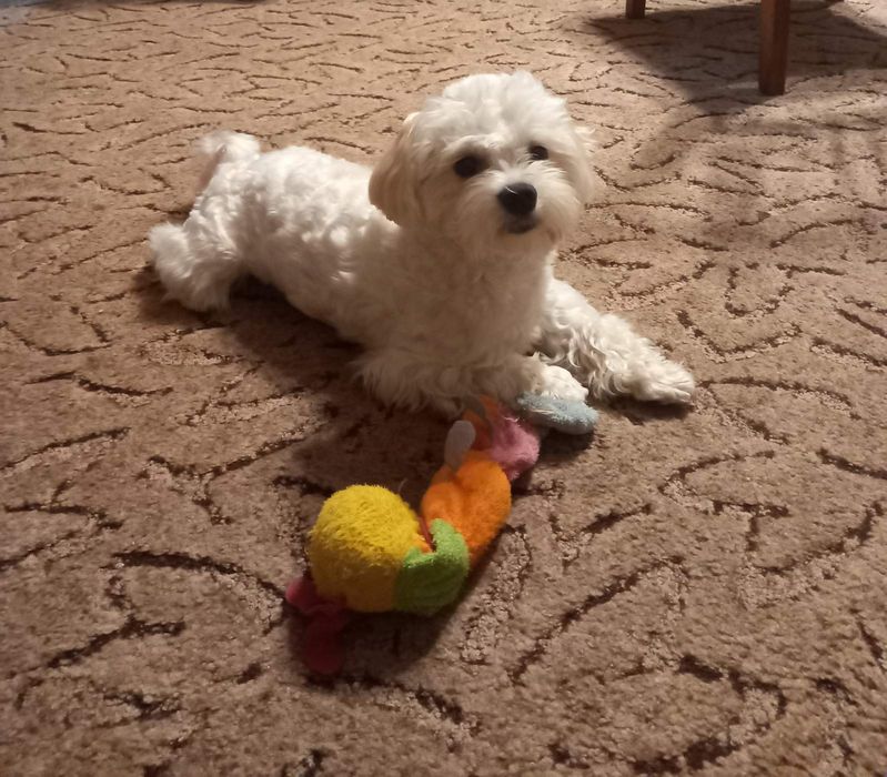 Шукаю дівчинку для злучки