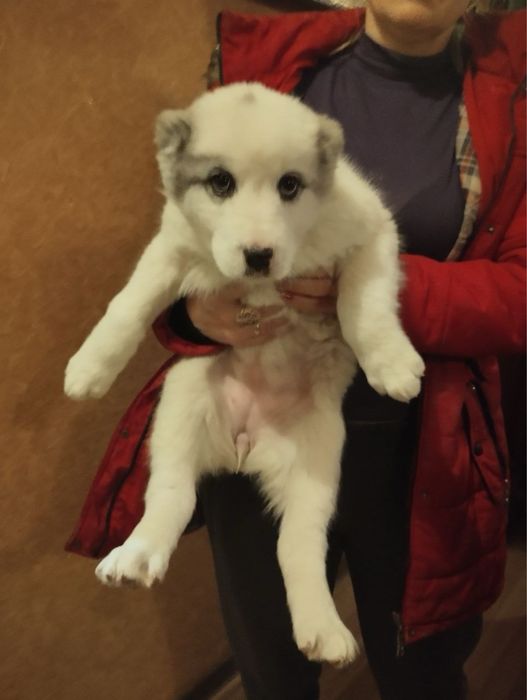 Продам щенят Алабая