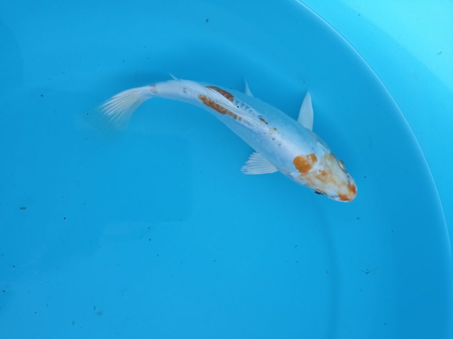 Carpas koi selecionadas