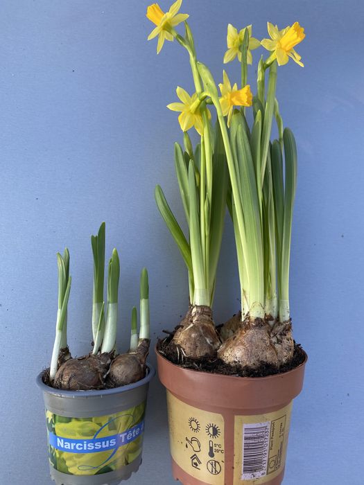 Опт та роздріб Гіацинт , нарцис , каланхое