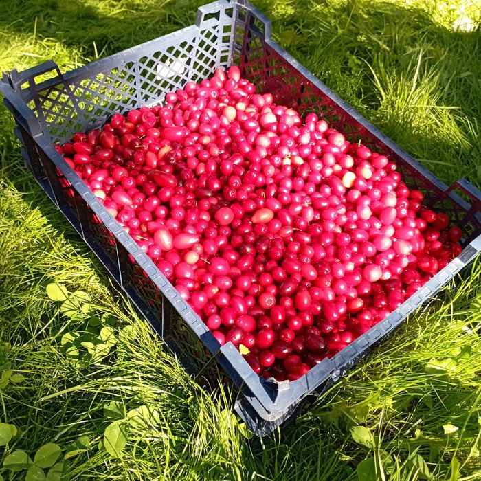 Dereń, owoce derenia