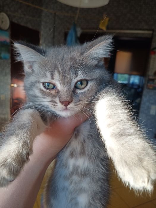 КОТЯТА ВІД британської КІШКИ