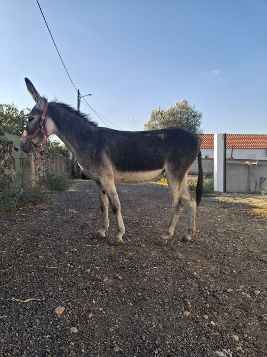Parelha de Burro mirandes e burra
