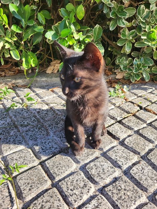 Gatinho para adoção