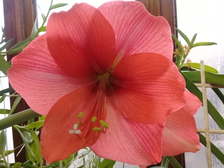 Гіпеаструм Mexico x Marilyn