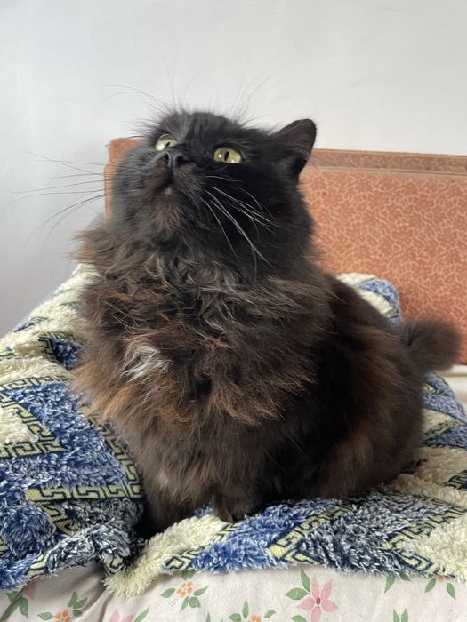 Кошечка Нора, отдаем в добрые руки