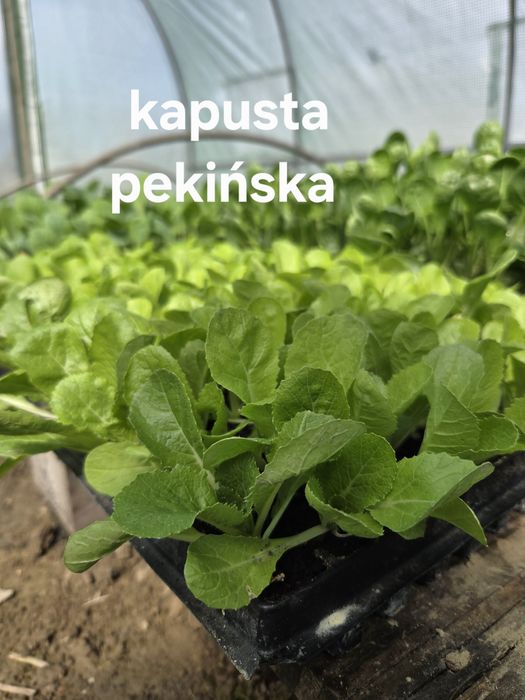 Sprzedam rozsady warzyw