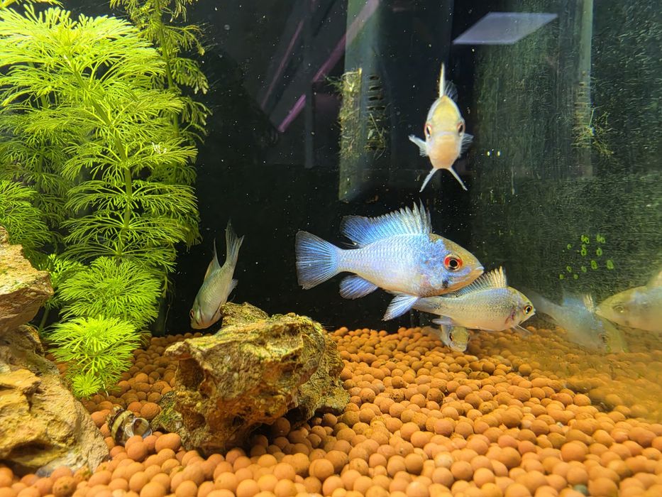 Ramirezi Eletric Blue (Mikrogeophagus Ramirezi)