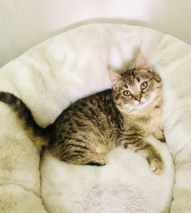 Виховане кошеня безкоштовно