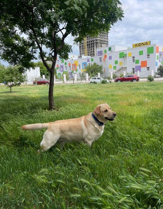 Предлагаю Вязка кабель