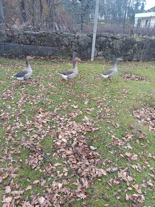 Vendo ou troco ganso macho