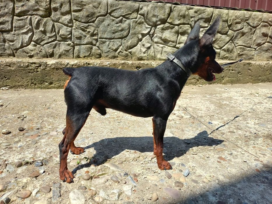 В'язка карликовий пінчер