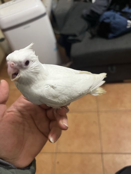 Caturras para acabar de criar a mao