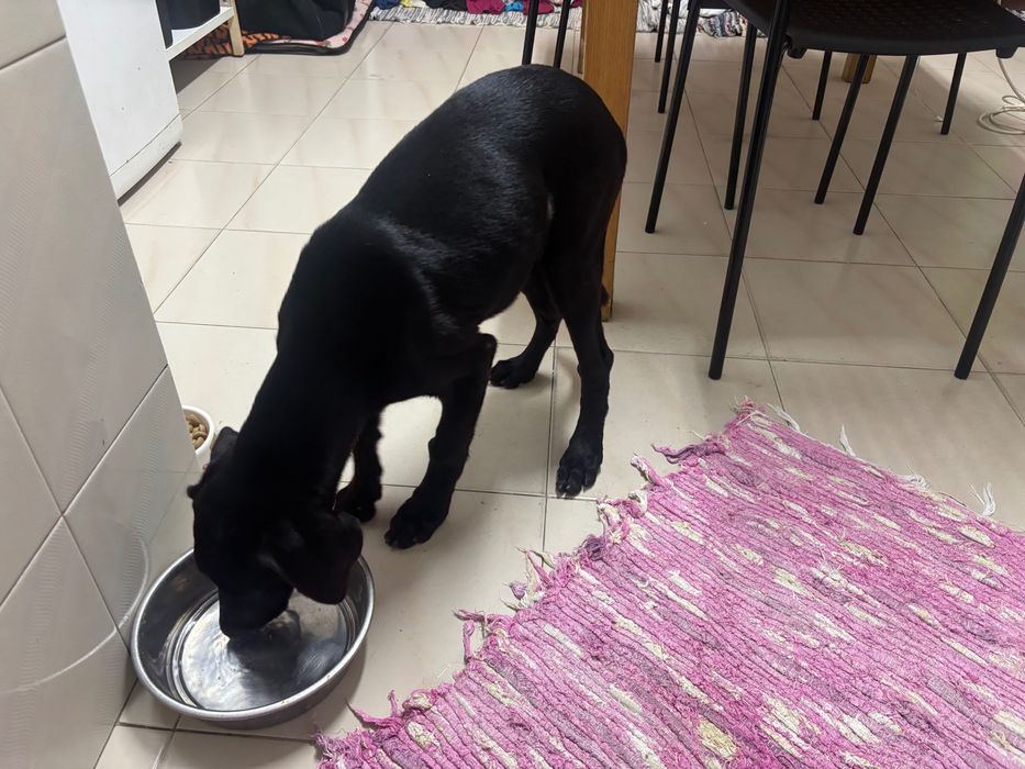 Cadela muito linda e meiga