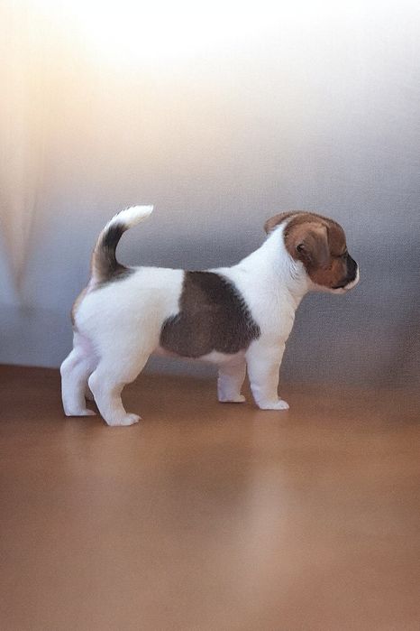 Фантастичні джек- рассел.