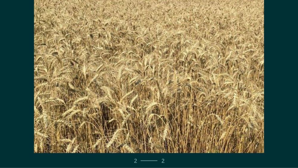 Пшениця посівна  для проращування безкоштовна доставка