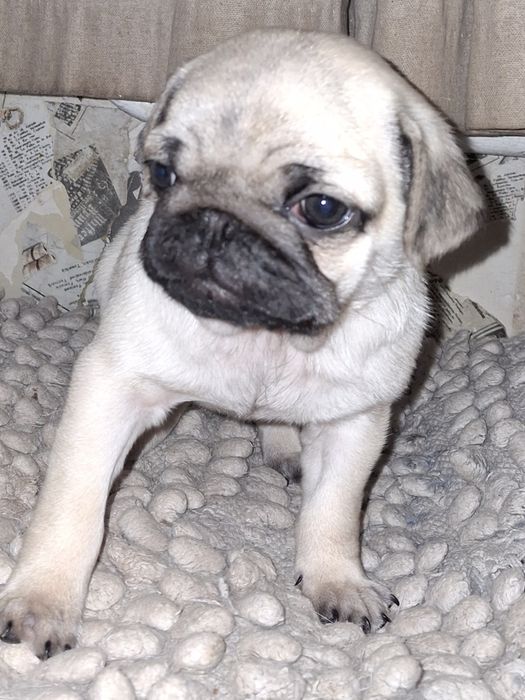 Дівчинка шукає родину.